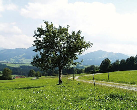 Unser Weg verläuft durch saftige Wiesen.