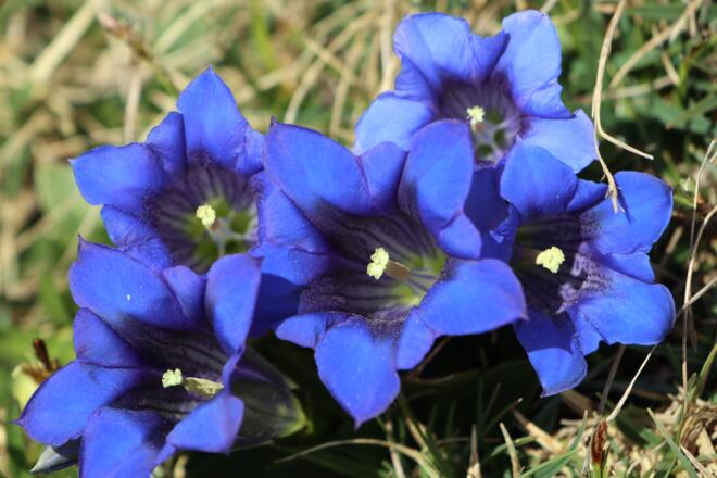 Bacher Loch, Stegelloser Enzian, Zustieg Waltenbergerhaus