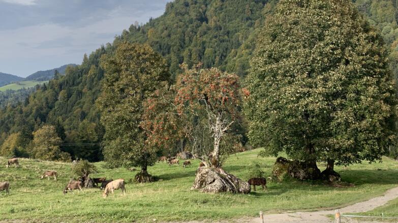 unterhalb der Unteren Lauchalpe