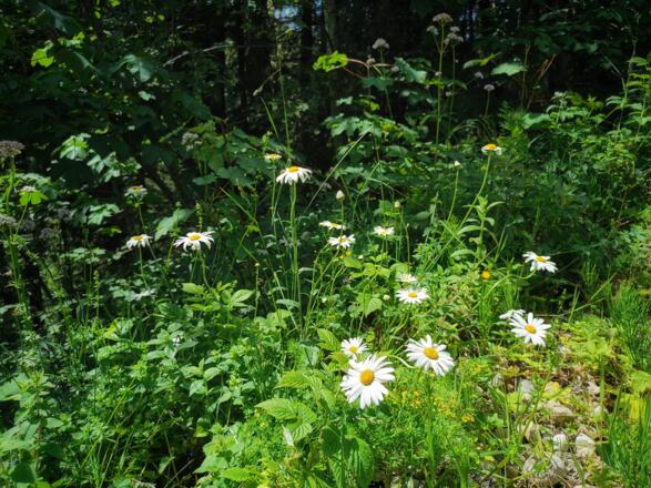 Blumenwiese im Lecknertal