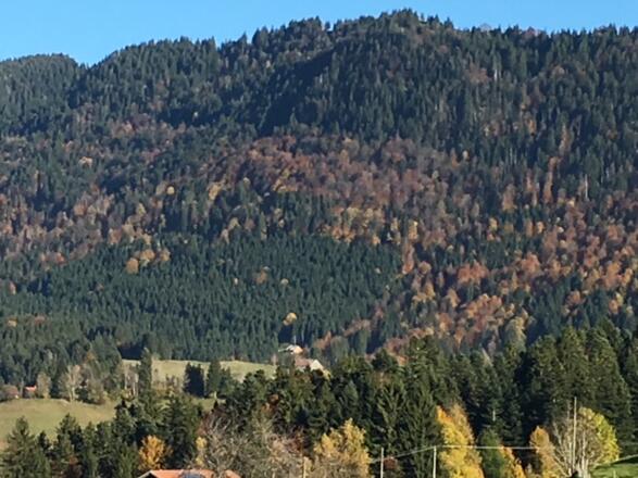 Blick zur Alpe Hohenschwand am Prodel