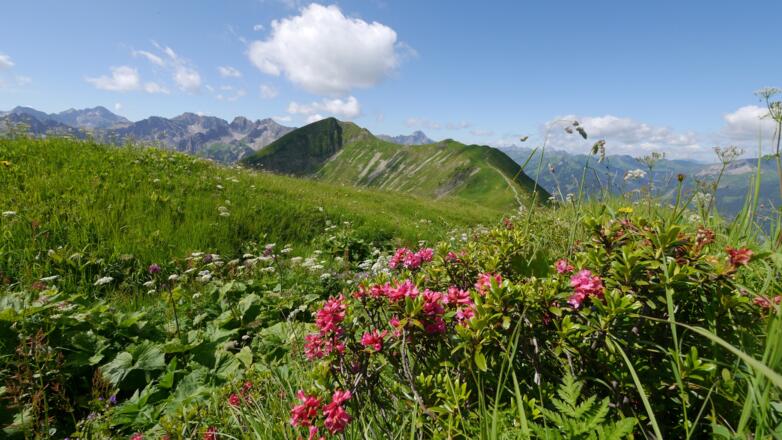 Alpenrosen am Schlappoltkopf