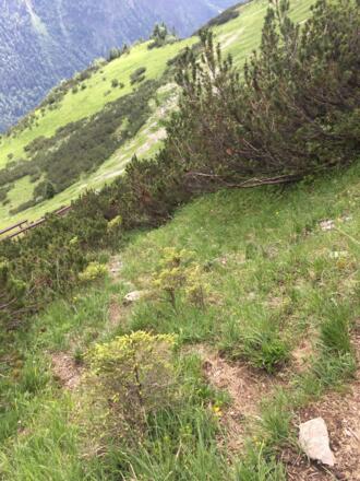 Von der kleinen Scharte unter dem Gipfel führen Pfadspuren nach links durch Lawinenverbauungen hinab zur Abstiegsroute