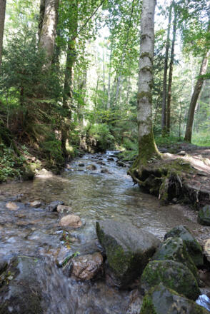 Bach auf dem Weg zum Hinanger Wasserfall