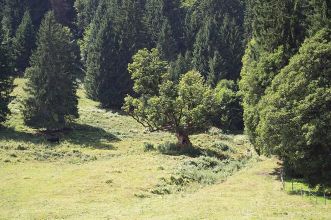 Bergahorn Außerwald
