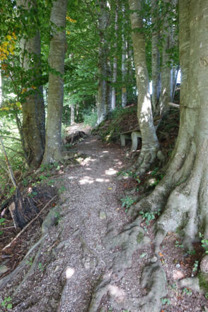 Tipp: Waldweg Richtung Malerwinkel
