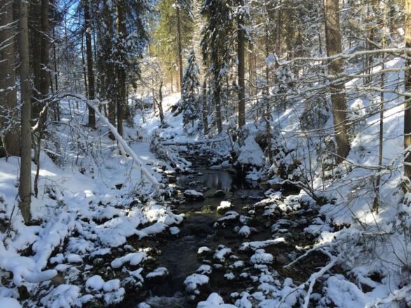 Am Schwarzwasserbach bei der Naturbrücke