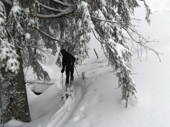 Einstieg zur Waldquerung - Brüggele 12:37:30