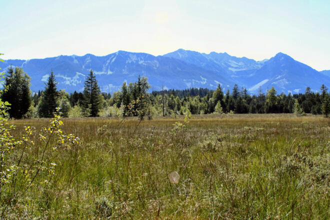 Tiefenberger Moos bei Ofterschwang 
