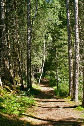 Waldpfad im Tiefenberger Moos