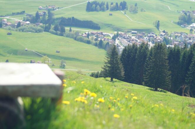 Blühende Alpwiesen um&#039;s Sonderdorfer Kreuz