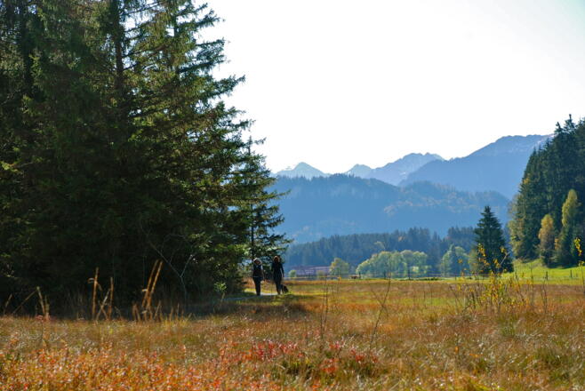 Tiefenberger Moos bei Ofterschwang 