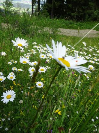 Blumenwiese