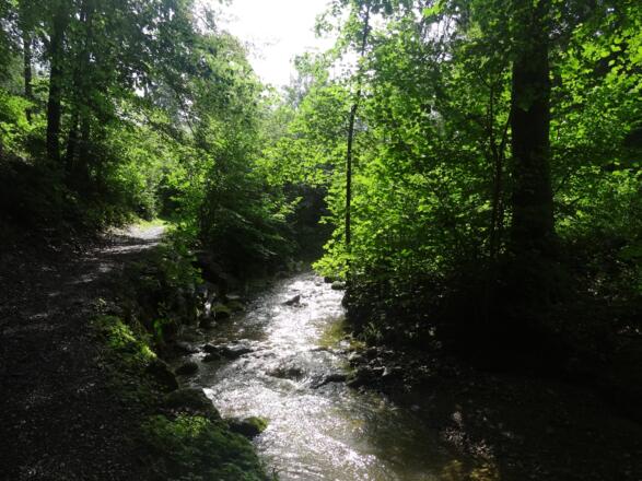 Der Pfad führt idyllisch durch den Wald