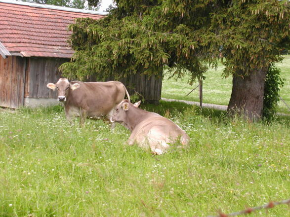 Braunvieh am &quot;Grünen Pfad&quot;