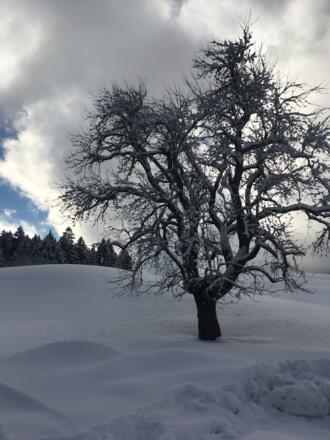 Verschneite Winterlandschaft