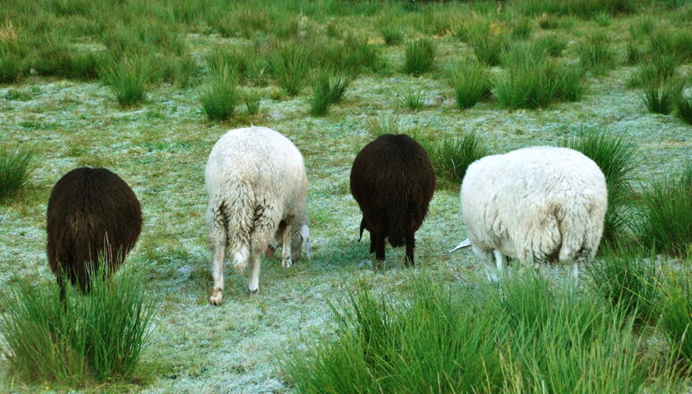 Schafe im Tiefenberger Moos bei Ofterschwang 