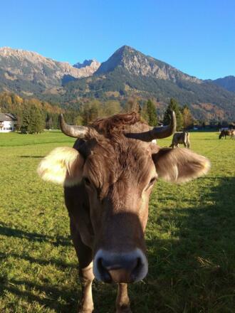 Foto von Mountainbike: Dörfer-Runde - Radfahren durch die Hörnerdörfer • Hörnerdörfer (14.10.2017 18:23:45 #2) 