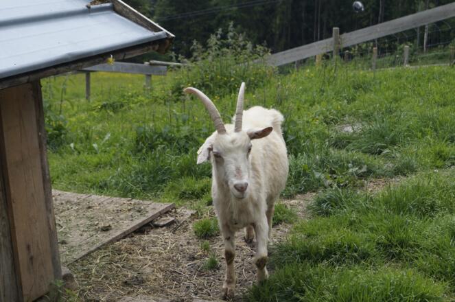 Gaißbock - geht auch gerne mal alleine spazieren :)