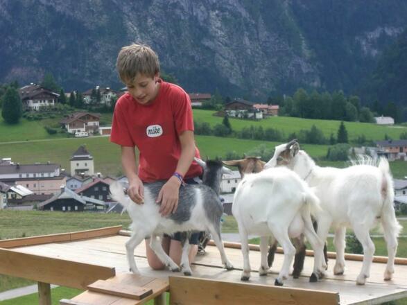 Streichelzoo Kristall