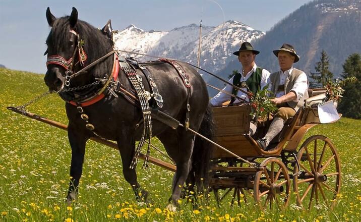 Pferdekutsche Sommer