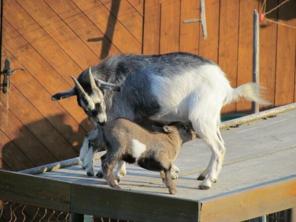 Im Streichelzoo Mama ich hab Durst