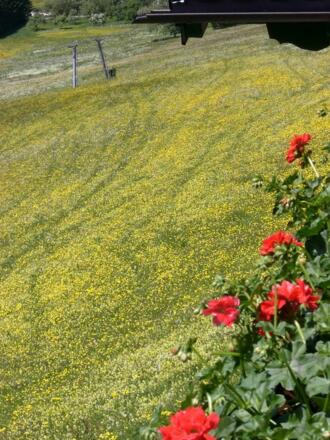 Blumenwiese vom Balkon gesehen