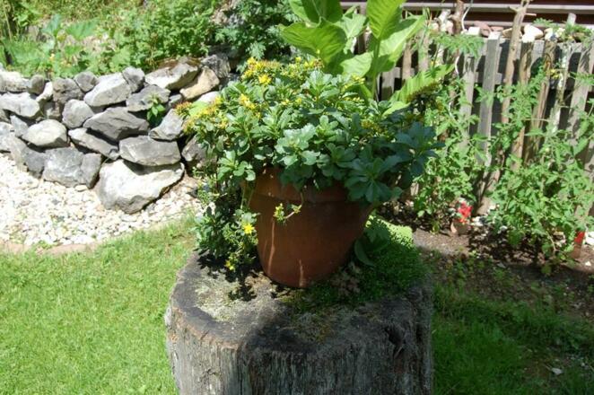 Kräutergarten mit Hackstock