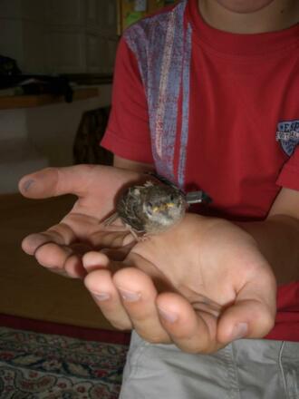 Aus dem Nest gefallen