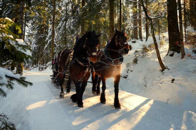 Pferdeschlittenfahrt