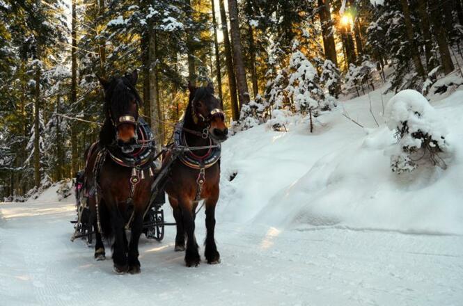 Pferdeschlittenfahrt in Abtenau