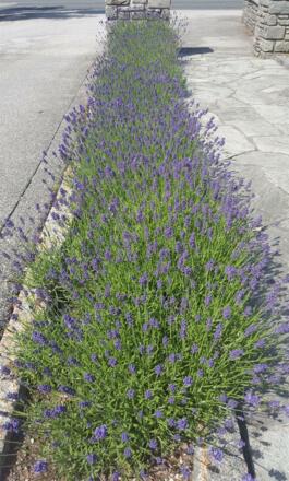 Blühender Lavendel