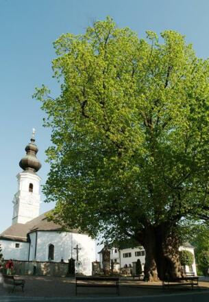 Kirche im Schatten der 1000-jährigen Linde