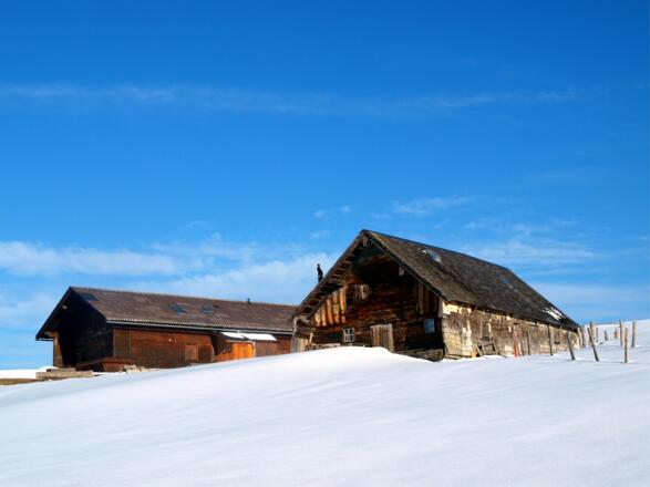 Leitn Alm 1330m