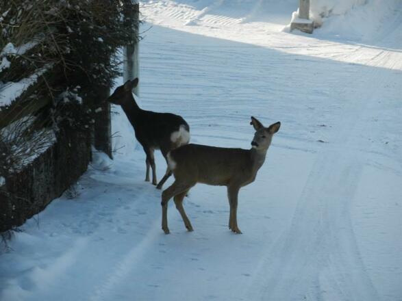 &quot;Wintergäste&quot;
