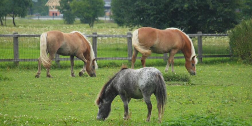 Dorf der Tiere Abersee
