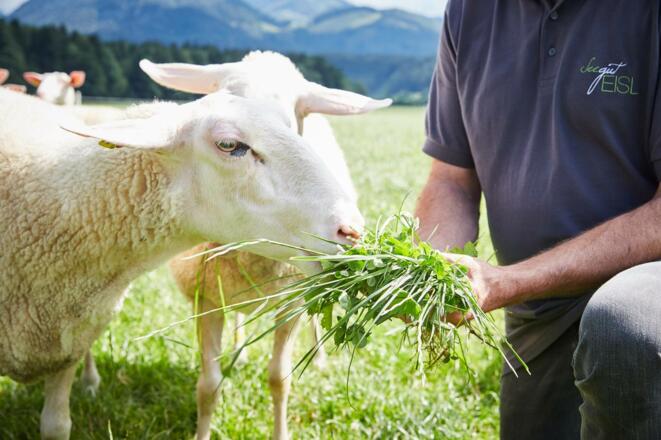 Seegut Eisl Schaf Fütterung
