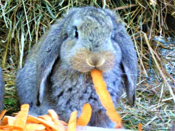 Mahdhäusl Kaninchen