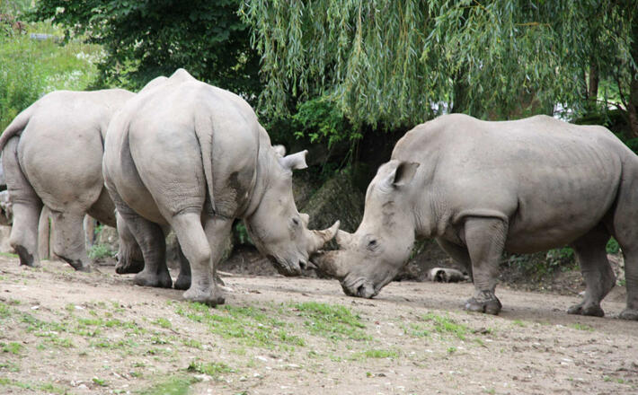 Café Reber: herbst in der Alpenstadt Bad Reichenhall