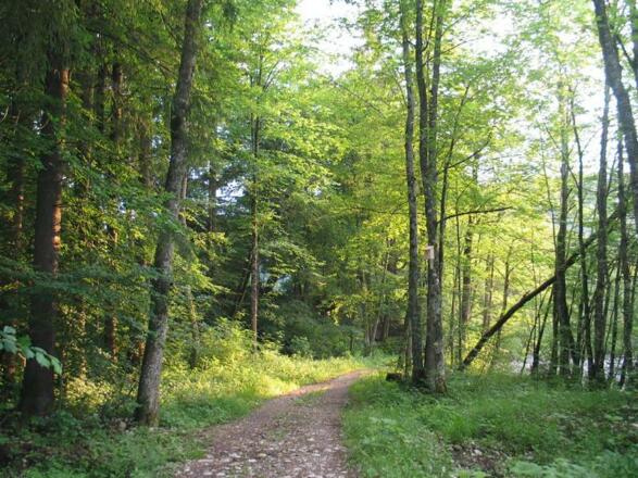 WaldWasserZauber_Hintersee