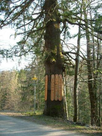 Kreuzfichte im Ortsteil Lidaun