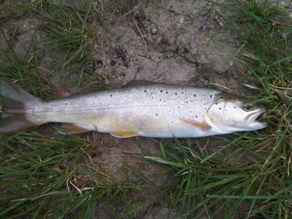 frisch gefangener Fisch vom Hintersee