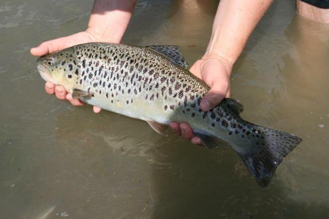 Fang eines Fischers am Hintersee