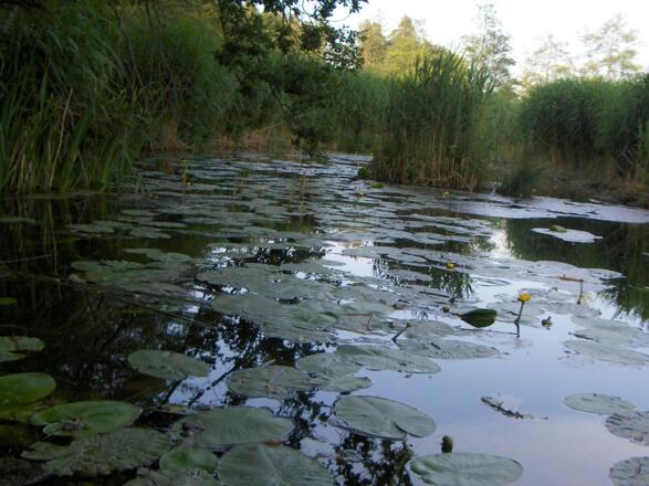 An der Holzbrücke zwischen Hart- und Pelhamer See. 