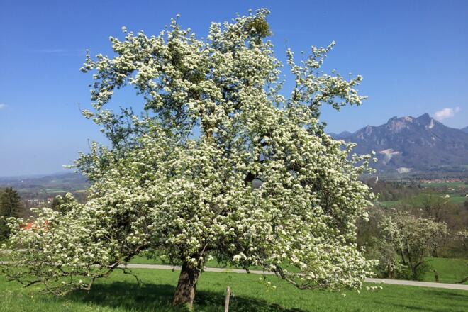 Blick auf Brannenburg
