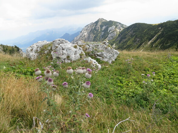 Blick Soinwand zum Wildalpjoch