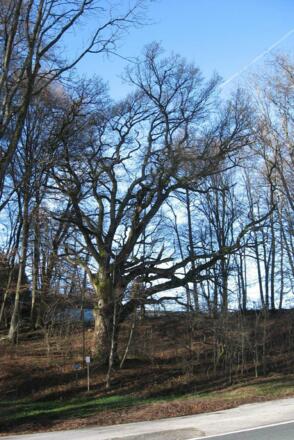 Hexeneiche Burgersdorf Rimsting