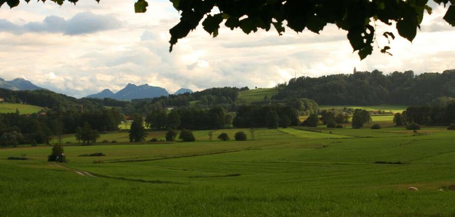 Thalkirchner (Antworter) Moos