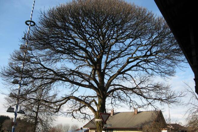 Maronibäume von Altenbeuern