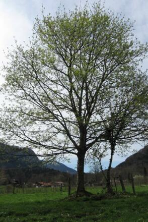 &quot;Mord am Ahornbaum&quot; in Aschau